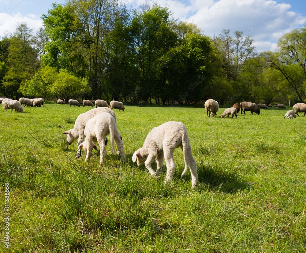 Fototapeta premium Lämmer auf der Weide