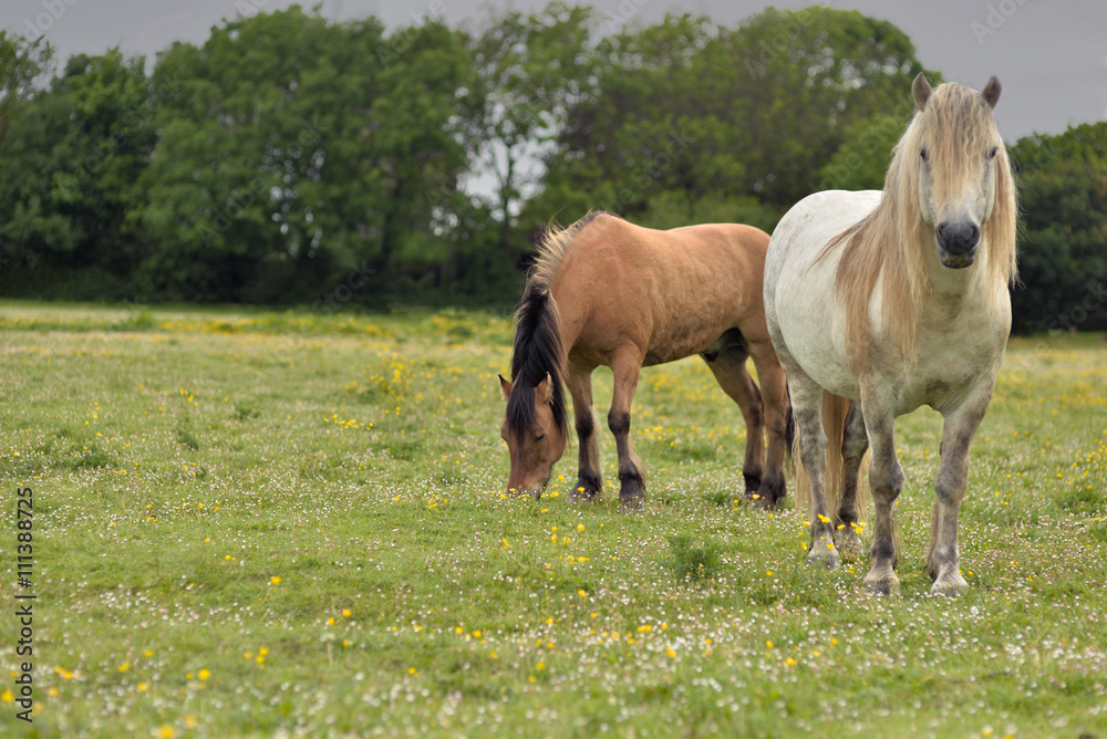 Fototapeta premium chevaux dans une pâture