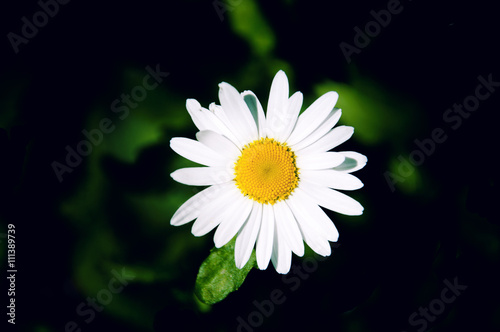 flower on the dark background