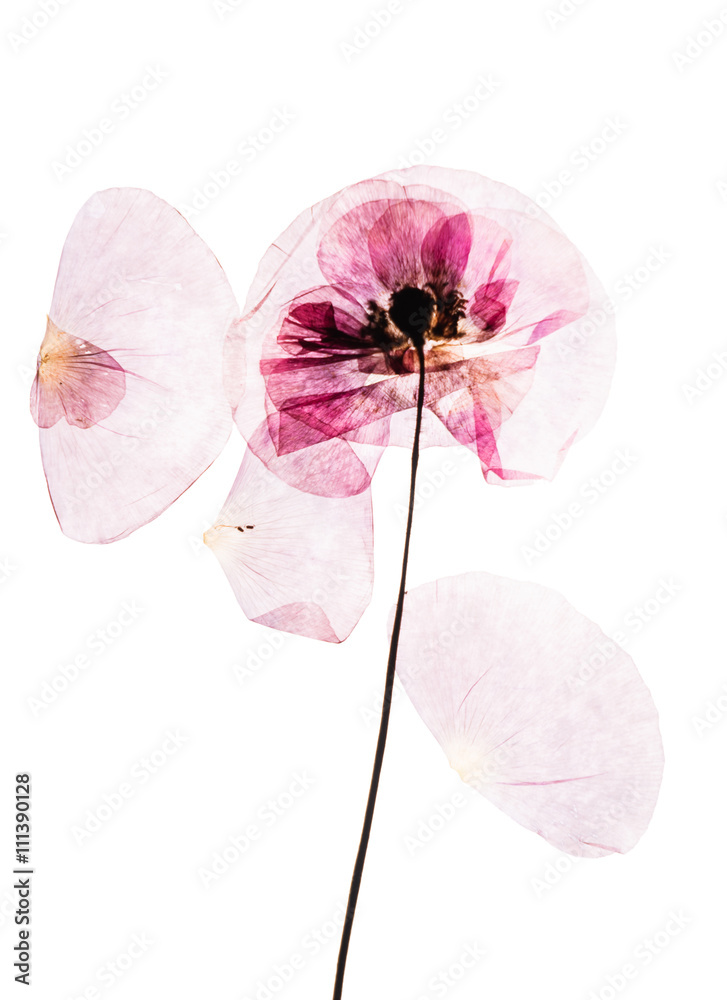 Obraz premium Suche, sprasowane kwiaty maku
