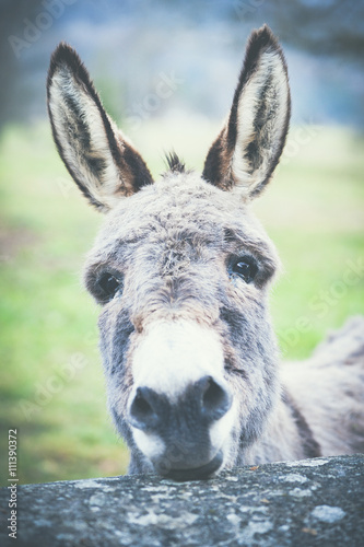 Portrait d’ânesse photo