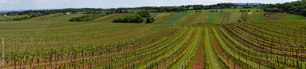 Winefield in austria