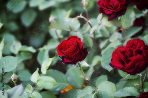 Fototapeta Naklejka Na Ścianę i Meble -  detail of red roses bush