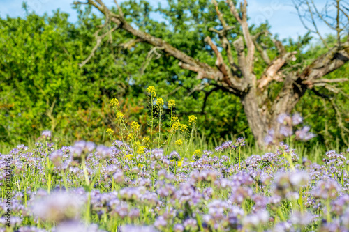 Wallpaper Mural Blühendes Distelfeld in Rheinhessen Torontodigital.ca