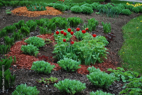 Red tulips, Sedum telephium 'Herbstfreude', Hosta sieboldiana, Heuchera on the flowerbed, sprinkler with red dyed mulch. Ornamental plants for landscaping. photo