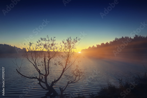 Lonely tree growing in a pond at sunrise