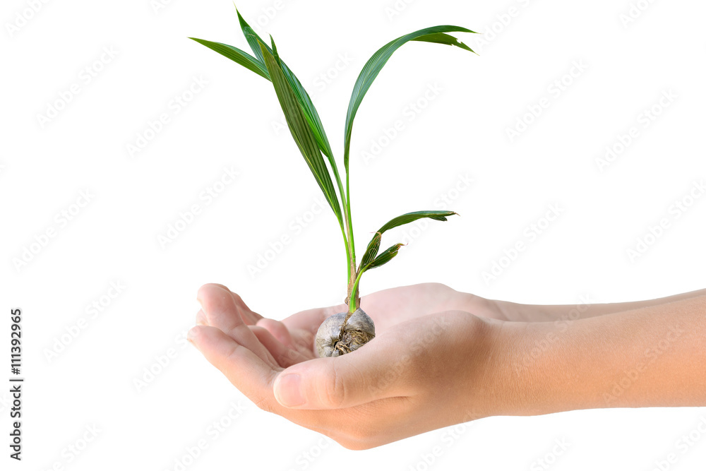 Closeup of two hands holding young coconut tree isolated on background. Closeup of two hands holding young coconut tree isolated on background.