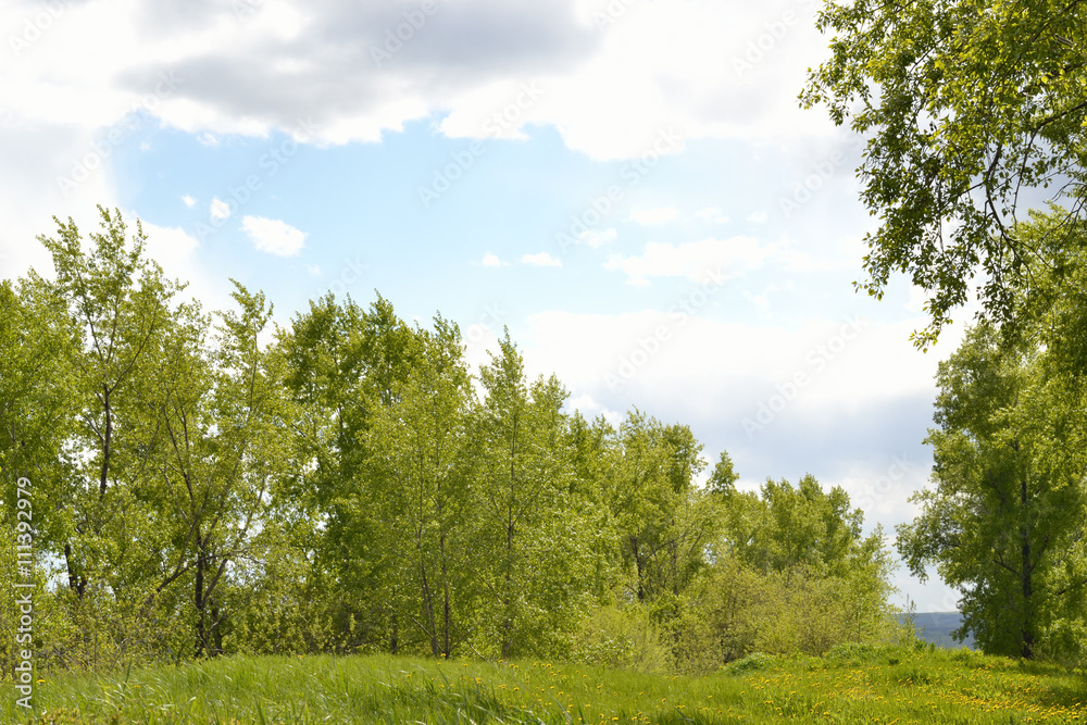 Summer landscape with poplar trees.
Green grass and poplar. The sun is shining through the clouds.