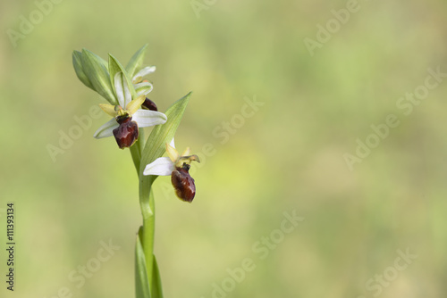 Fototapeta Naklejka Na Ścianę i Meble -  Orquídea ophrys sphegodes. León. España