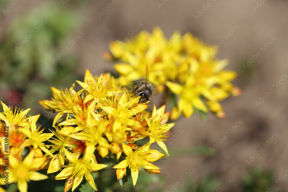 The bee that works without raising his head
The bee that works without raising his head