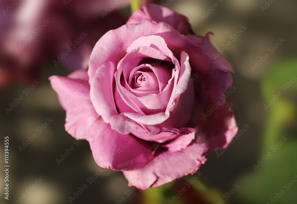 Pink rose Pink rose
