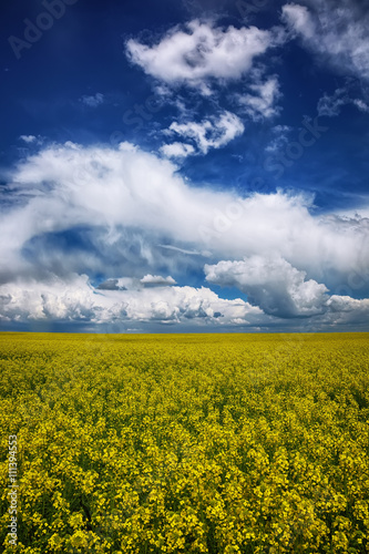 flowering field of colza outdoors in spring