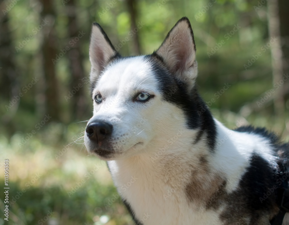 Obraz premium Husky dog in a forest portrait