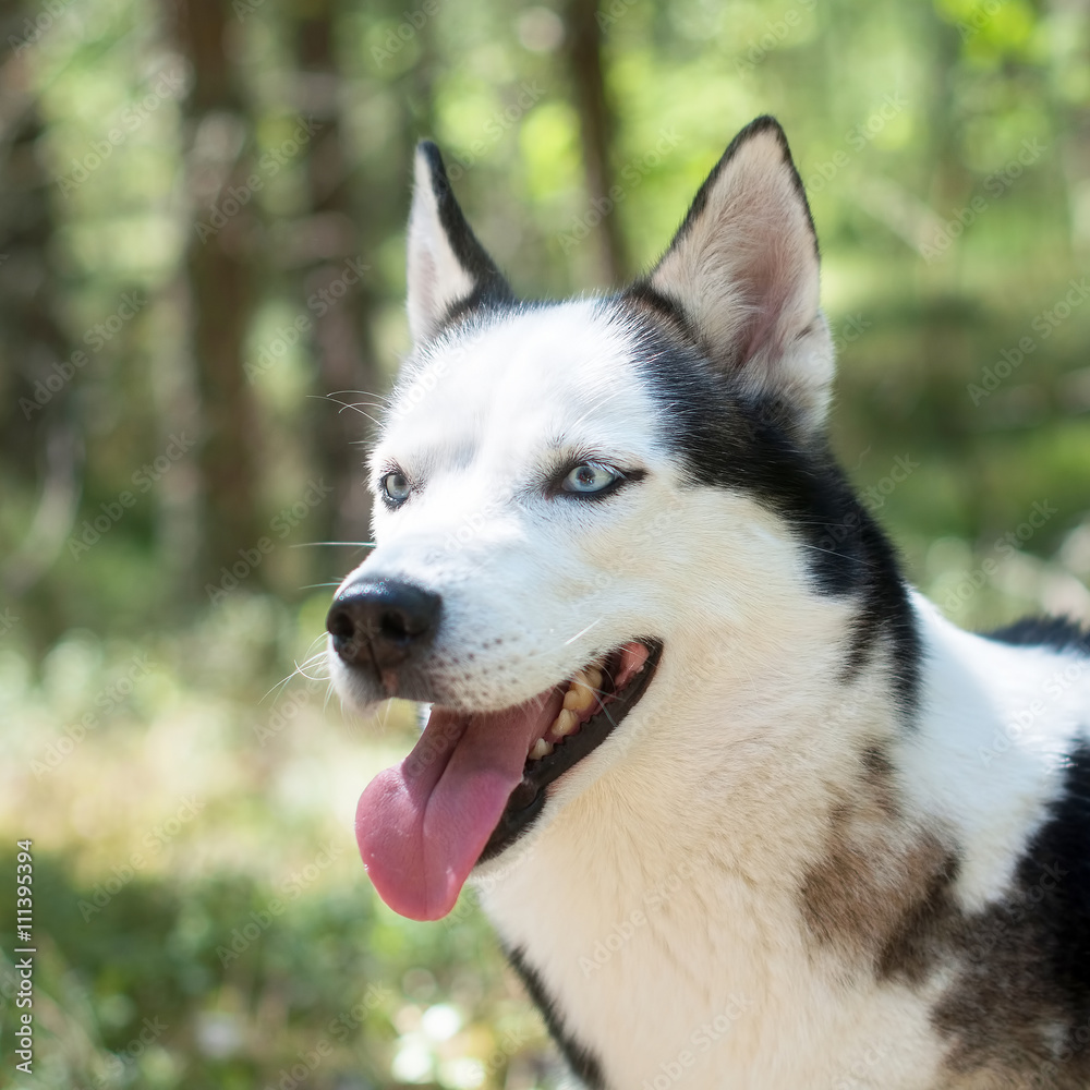 Husky dog in a forest portrait