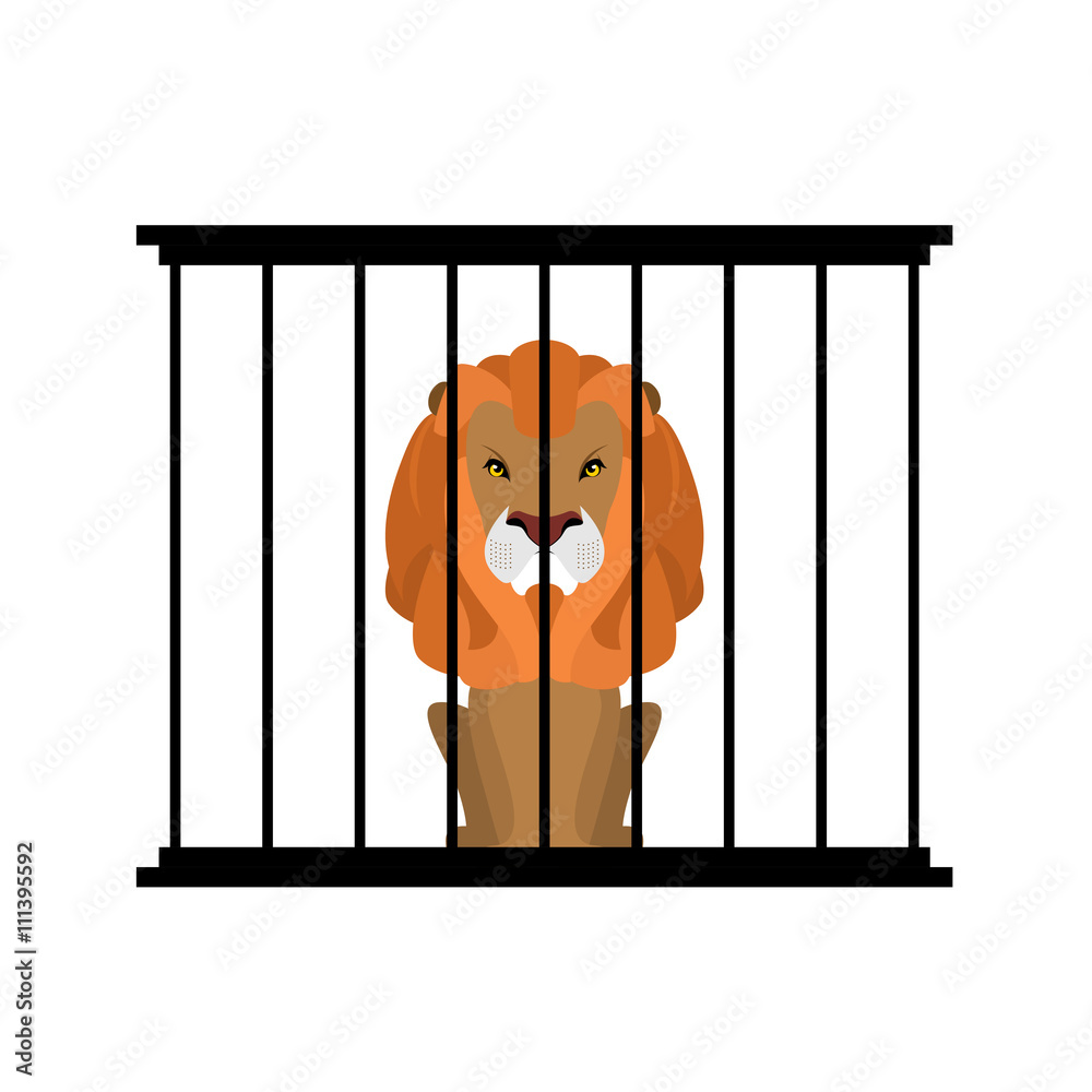 Fototapeta premium Lion in zoo cage. Strong Scary wild animals in captivity. Big ha