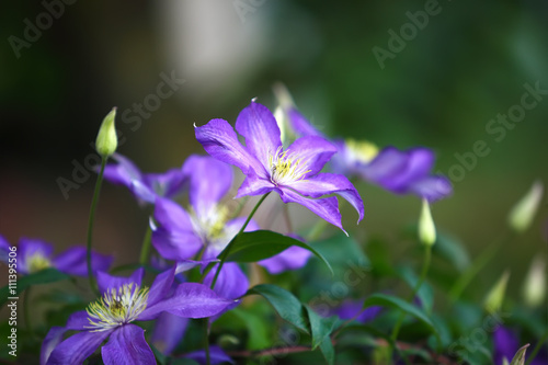 Purple clematis flowers in the garden