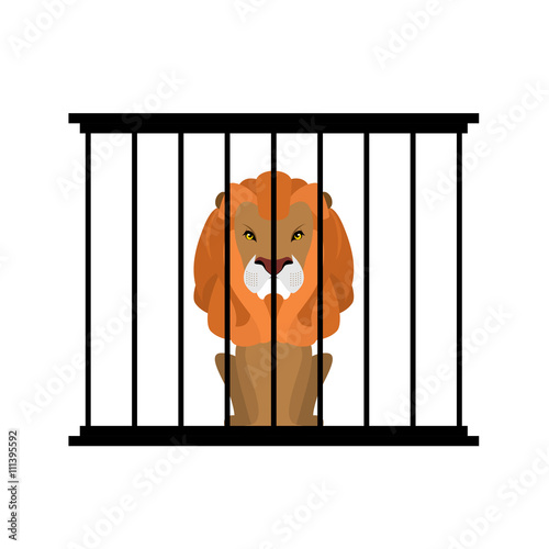 Fototapeta Naklejka Na Ścianę i Meble -  Lion in zoo cage. Strong Scary wild animals in captivity. Big ha
