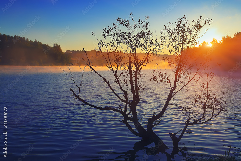 Lonely tree growing in a pond at sunrise Lonely tree growing in a pond at sunrise