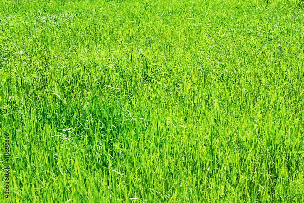 Abstract natural backgrounds grass Abstract natural backgrounds grass