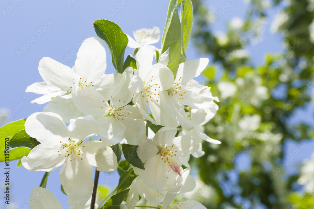 Beautiful spring flowers