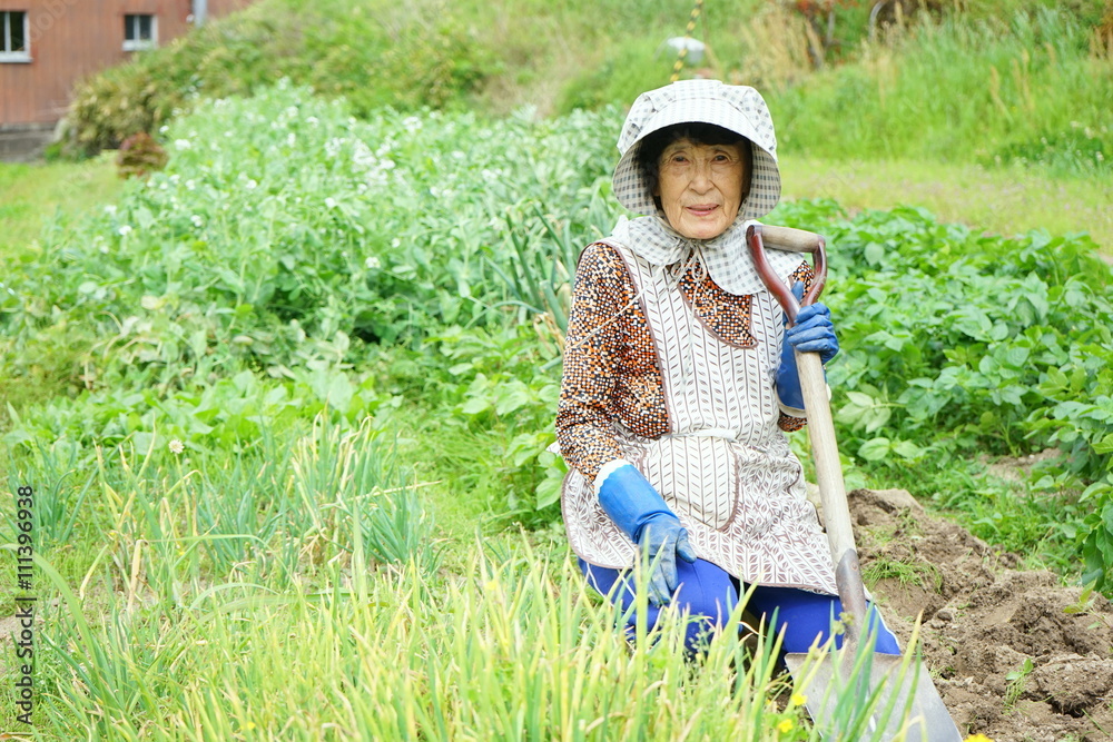 Senior woman growing organic fresh vegetables in the garden / 畑で野菜作りをする高齢者 収穫 栽培 野菜 おばあさん おじいさん 農業 趣味