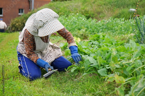 Senior woman growing organic fresh vegetables in the garden / 畑で野菜作りをする高齢者 収穫 栽培 野菜 おばあさん おじいさん 農業 趣味
