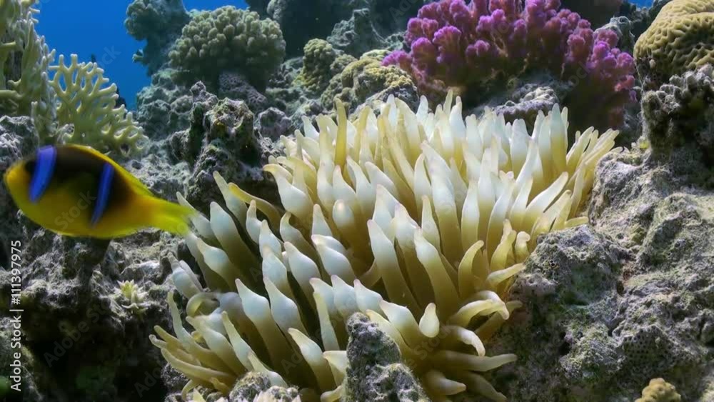 Bright orange anemonefish or clownfish swimmig in Sea Anemone on tropical reef.. Amazing, beautiful underwater marine sea world Red Sea and life of its inhabitants, creatures and diving, travels. Bright orange anemonefish or clownfish swimmig in Sea Anemone on tropical reef.. Amazing, beautiful underwater marine sea world Red Sea and life of its inhabitants, creatures and diving, travels.