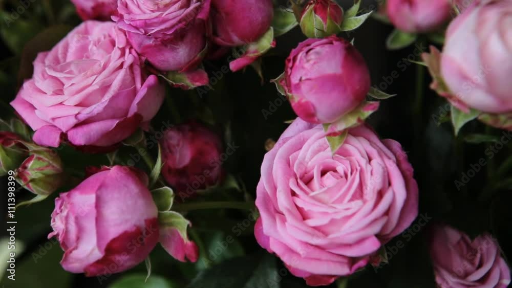 A bouquet of incredibly beautiful pink roses. A bouquet of incredibly beautiful pink roses.