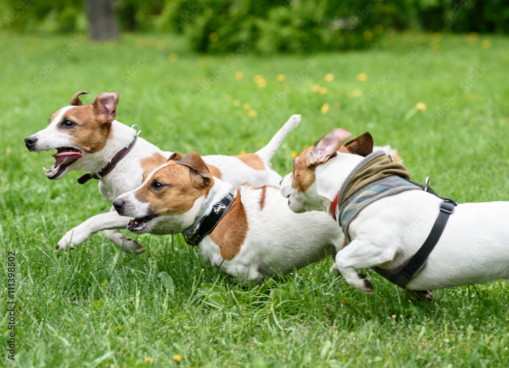 Three dogs playing and racing quickly at summer park Three dogs playing and racing quickly at summer park