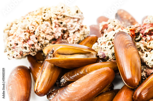 date shell