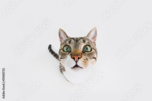 Fototapeta Naklejka Na Ścianę i Meble -  Funny cat Surprised  sitting and looking to camera isolated on black background.Close-up funny cat.