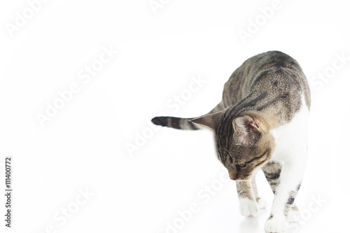 Cat  walking and looking to camera isolated on white background.