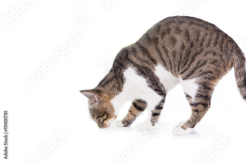 Cat looking to something on a table isolated on white background.