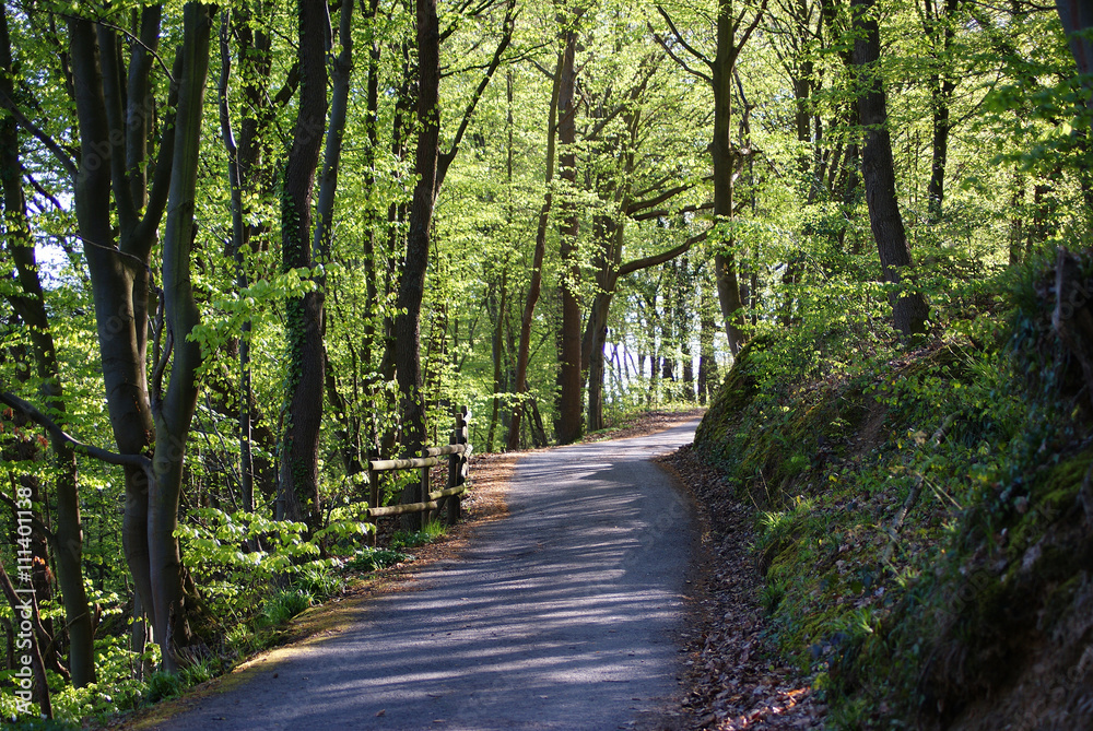 Fototapeta premium Wald