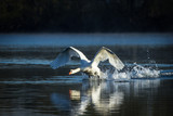 Swan Take Off Landing