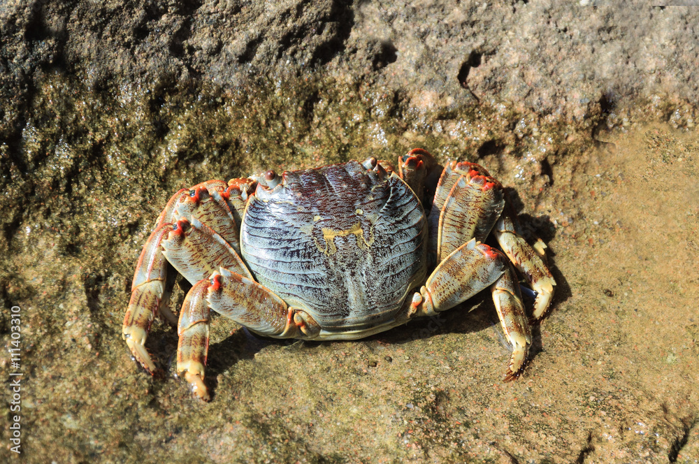 crab of red sea