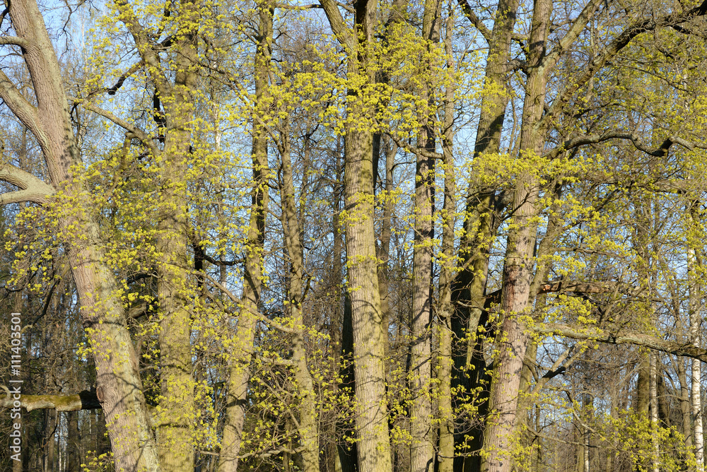Trees at spring.