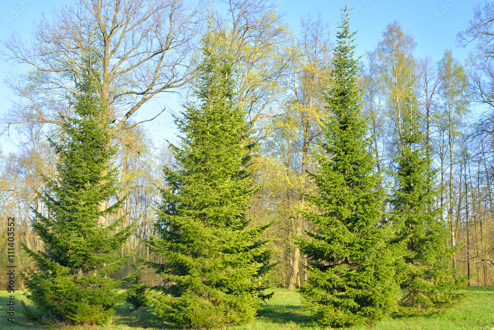 Park at spring. Park at spring.