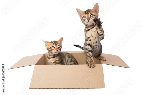 two Bengal kittens in a cardboard box