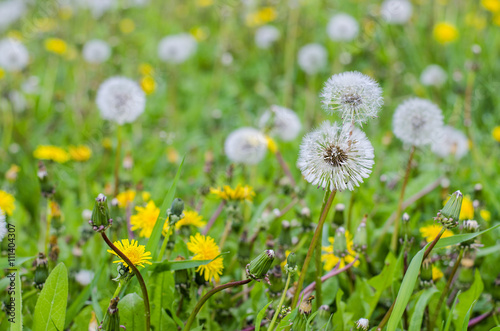 dandelions on the meadow