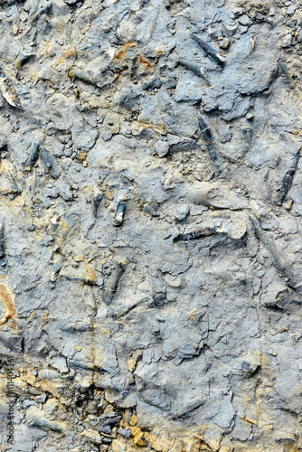 Belemnite fossil in stone