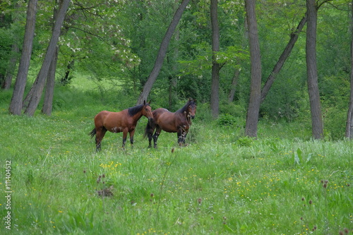 Wild horses in forest.