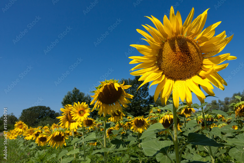 Sunflower field