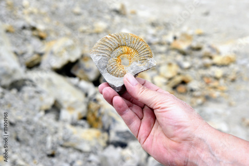 hand holds Amonite fossil in limestone.
