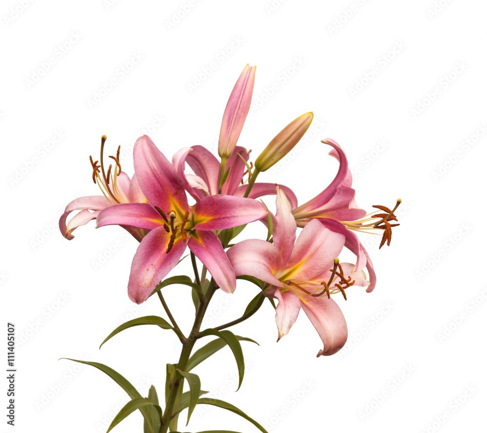 The branch of pink lilies Oriental Hybrids with buds