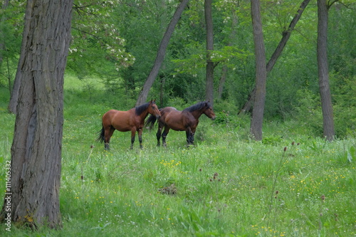 Wild horses in forest.