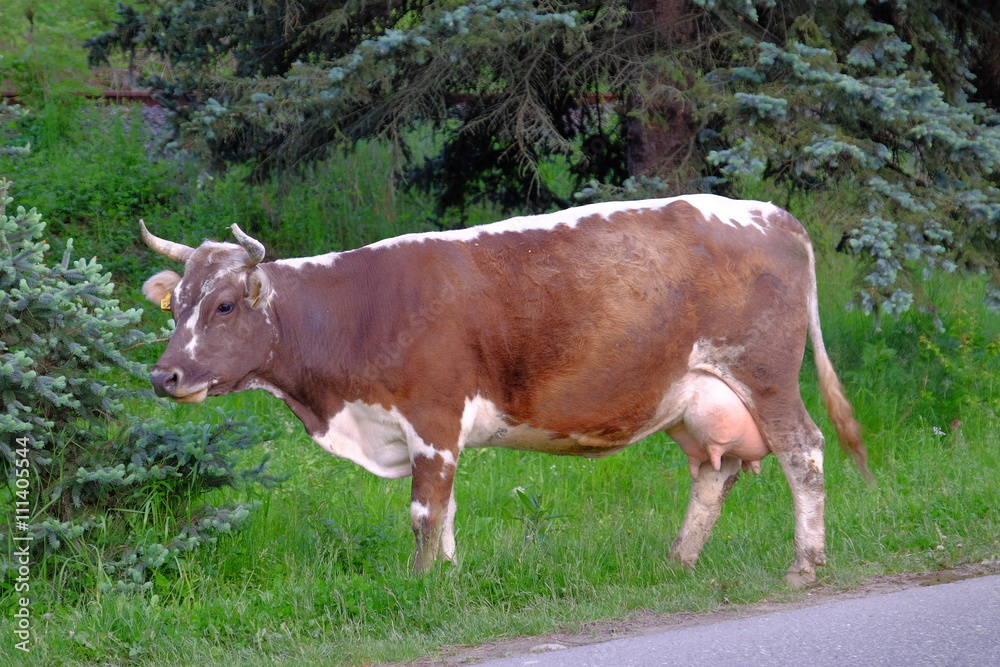 Photo of a cow standing in a field