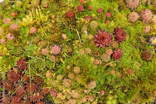 Fototapeta Naklejka Na Ścianę i Meble -  Fresh colorful miniature succulent plants