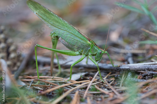 The female green grasshopper lays her eggs in the earth © zagursky