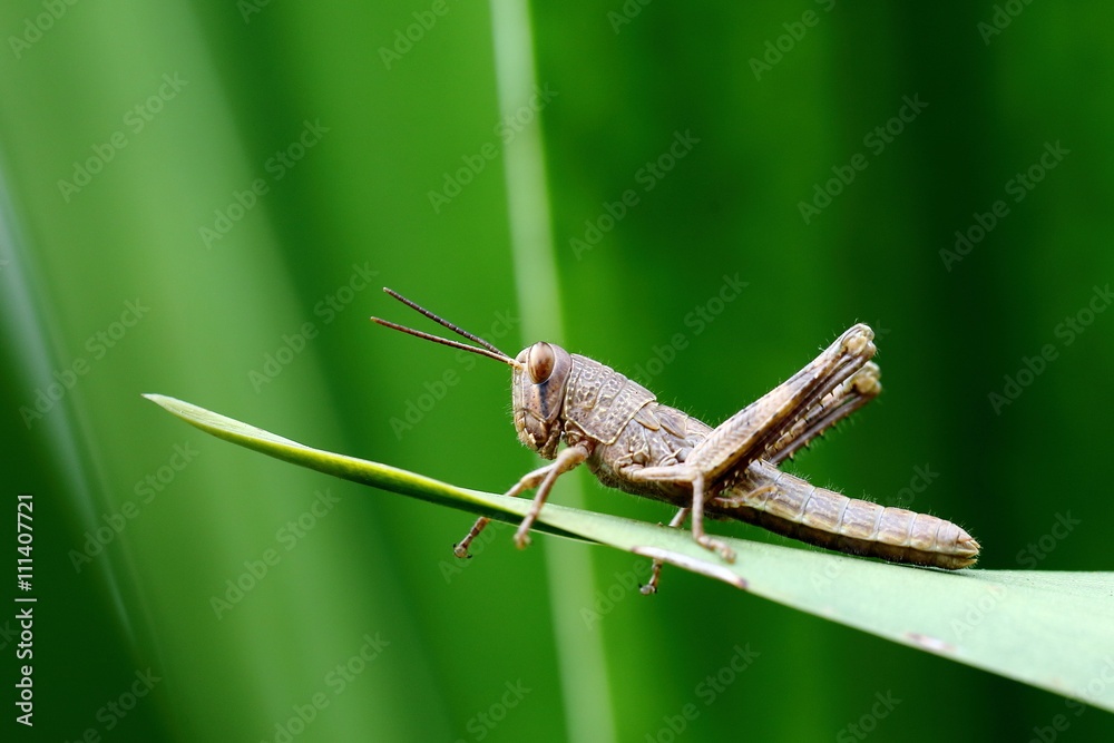 Grasshopper on Leaf with Green Blurry Background Grasshopper on Leaf with Green Blurry Background